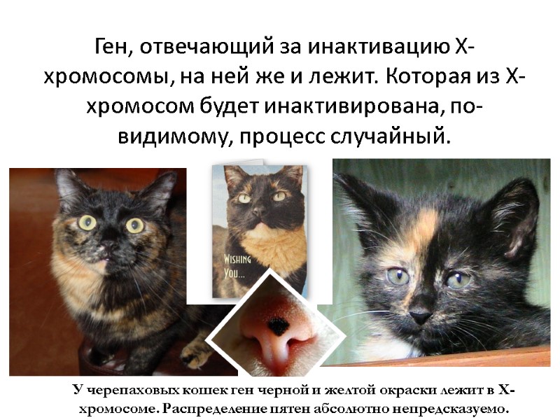 Ген, отвечающий за инактивацию Х-хромосомы, на ней же и лежит. Которая из Х-хромосом будет